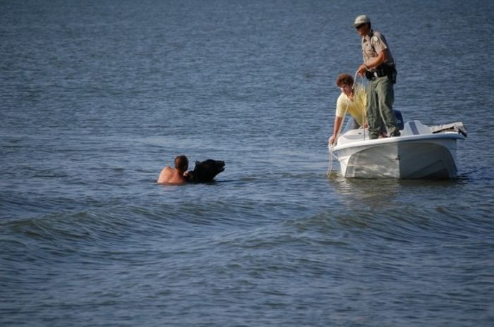 saving a bear from drowning