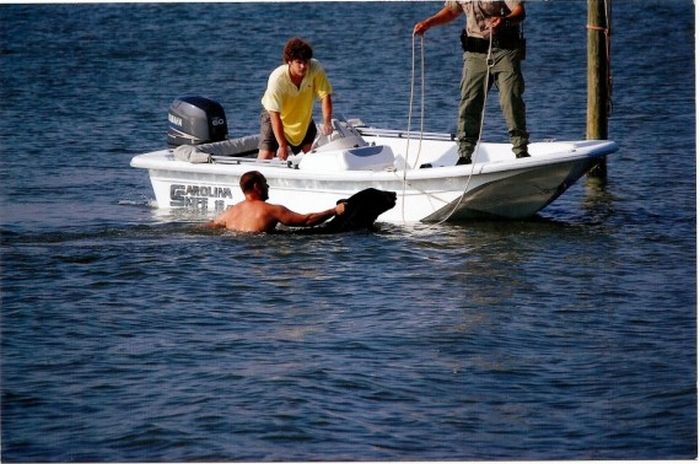 saving a bear from drowning