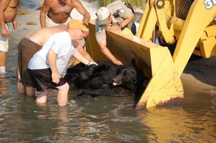 saving a bear from drowning