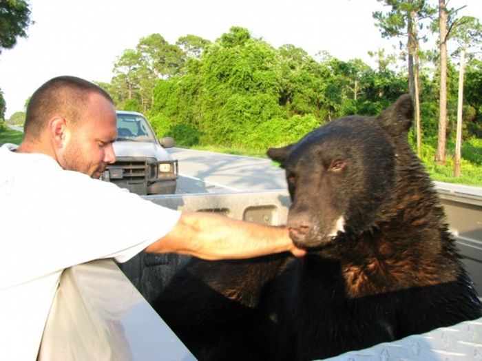 saving a bear from drowning