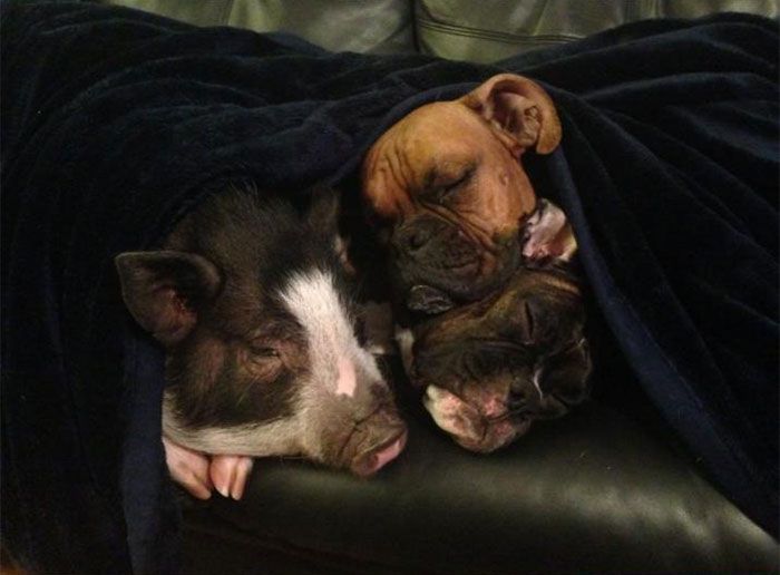 pig and dogs