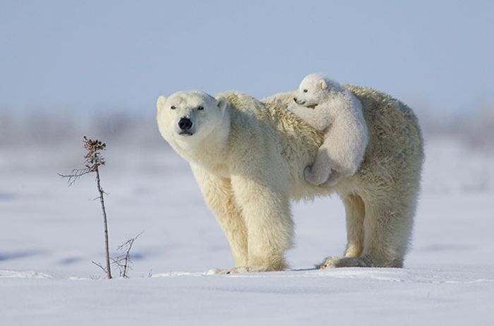 animal photography