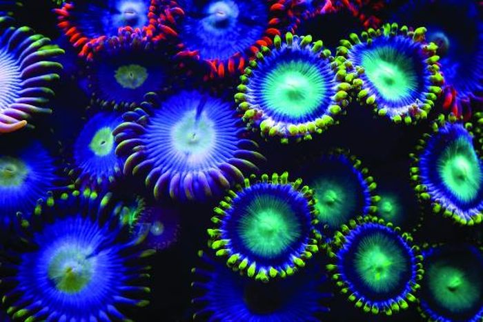 Coral reefs in UV light