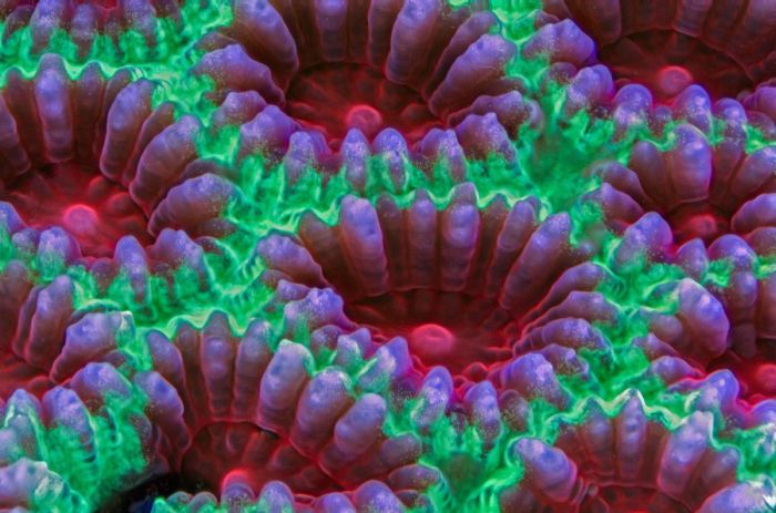 Coral reefs in UV light