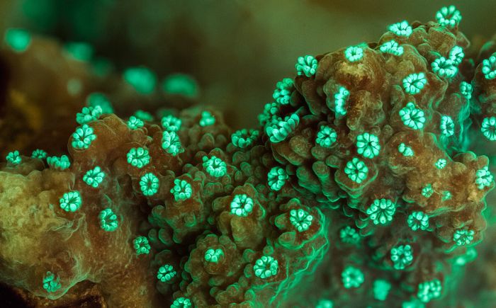 Coral reefs in UV light