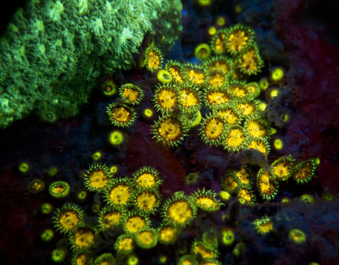 Coral reefs in UV light