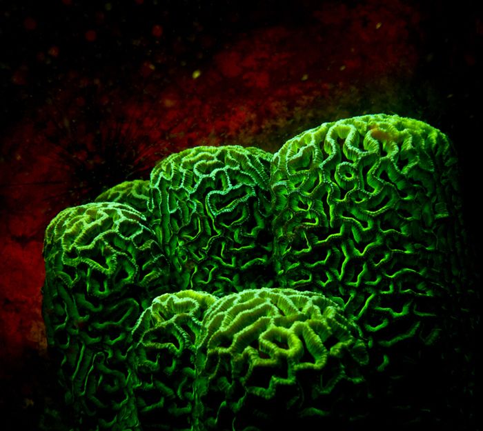 Coral reefs in UV light