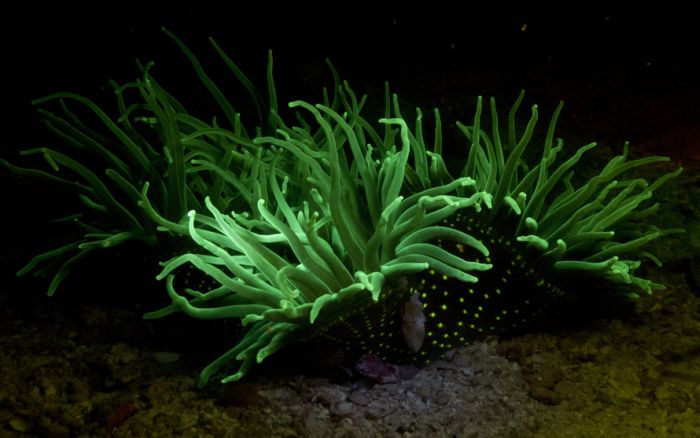 Coral reefs in UV light