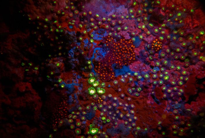 Coral reefs in UV light