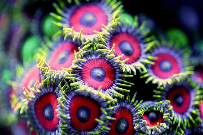 Coral reefs in UV light