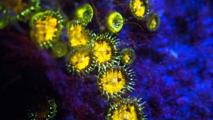 Coral reefs in UV light