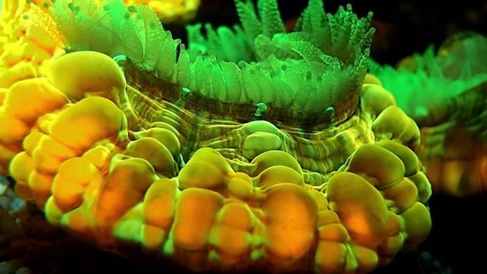 Coral reefs in UV light