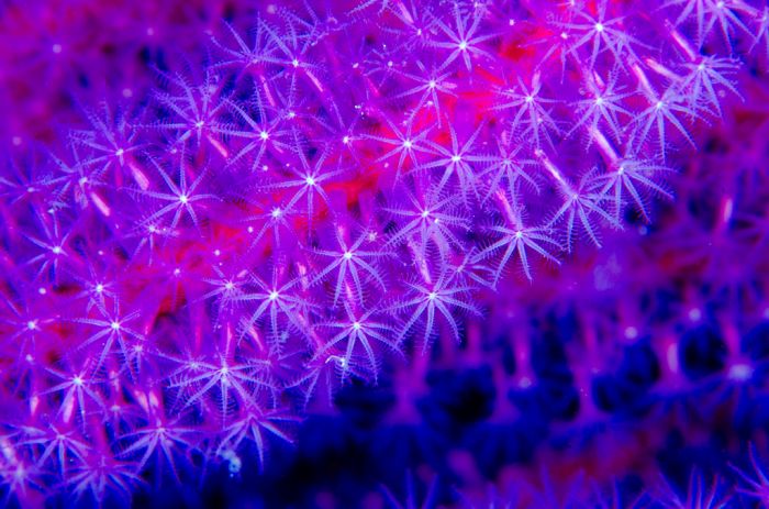 Coral reefs in UV light