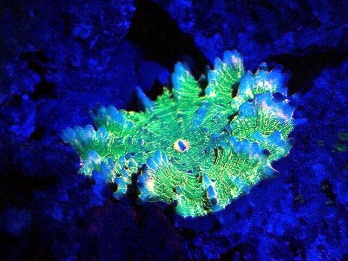 Coral reefs in UV light