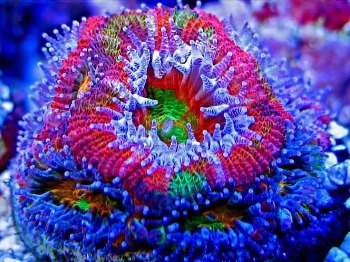 Coral reefs in UV light