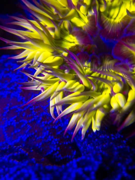 Coral reefs in UV light
