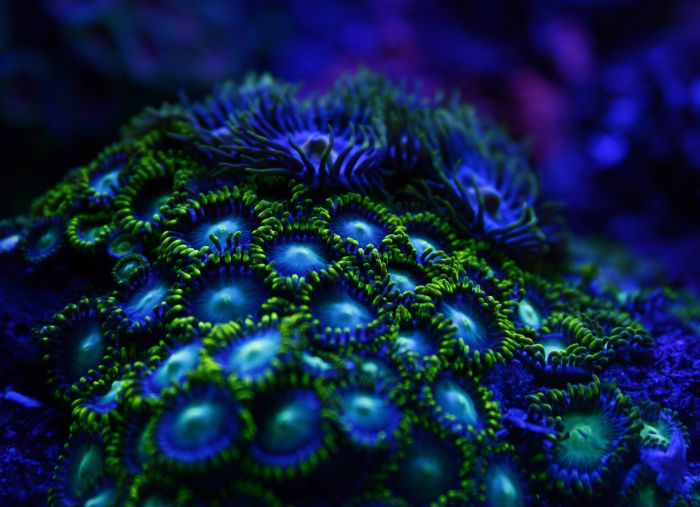 Coral reefs in UV light