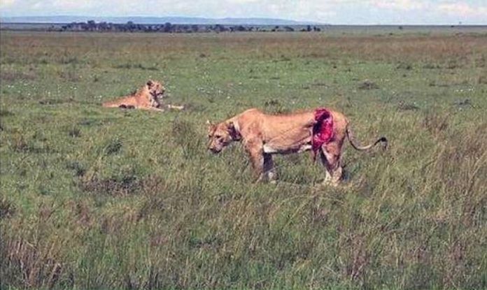 saving a wounded lioness