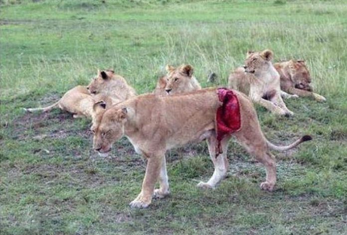 saving a wounded lioness