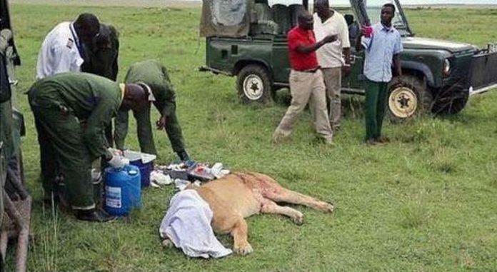 saving a wounded lioness