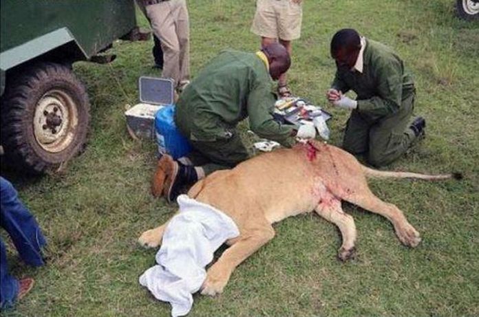 saving a wounded lioness