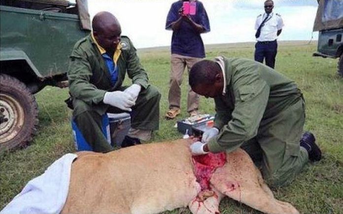 saving a wounded lioness