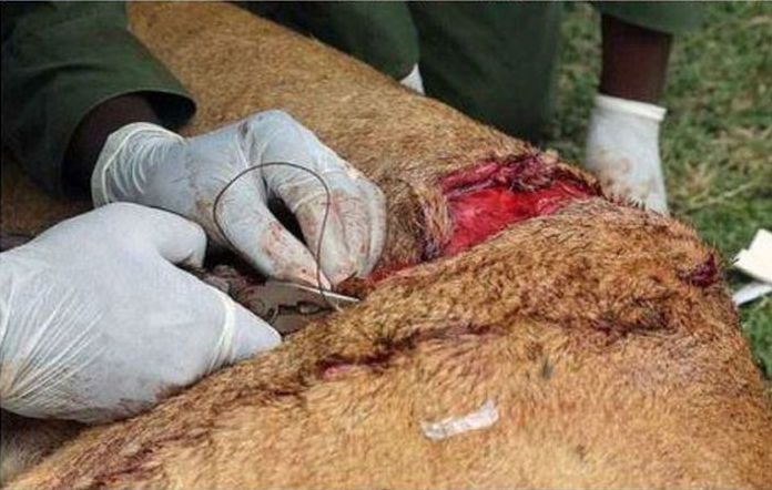 saving a wounded lioness