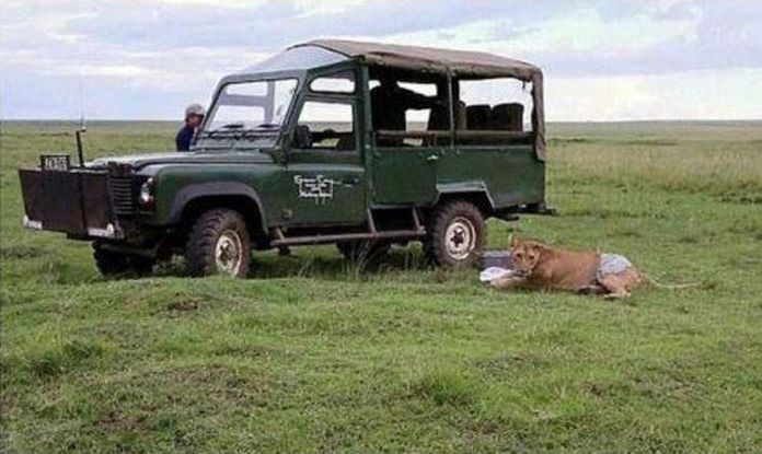 saving a wounded lioness