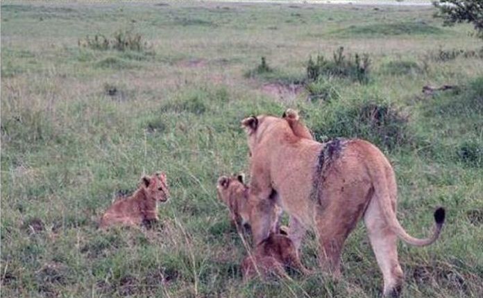 saving a wounded lioness