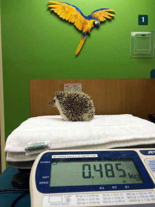 hedgehog with anaesthesia