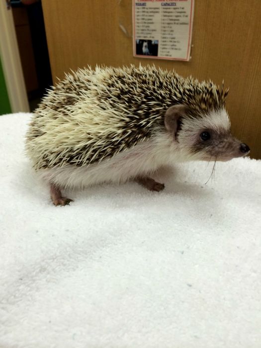 hedgehog with anaesthesia