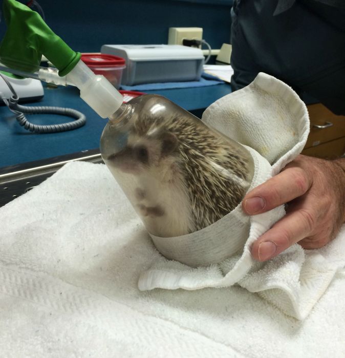 hedgehog with anaesthesia