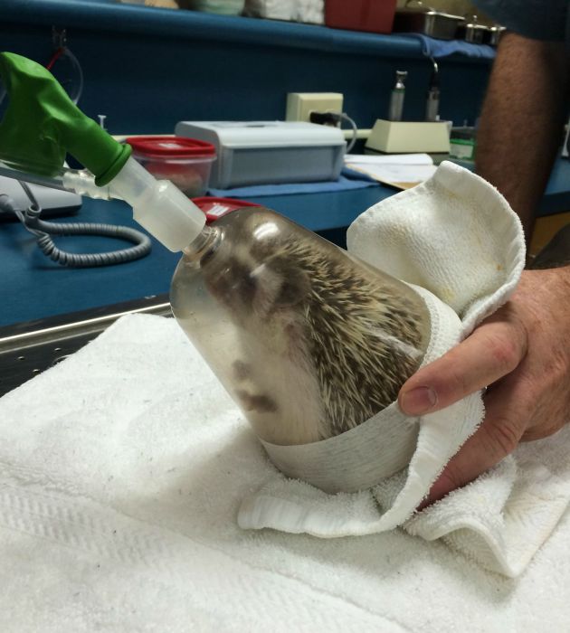 hedgehog with anaesthesia