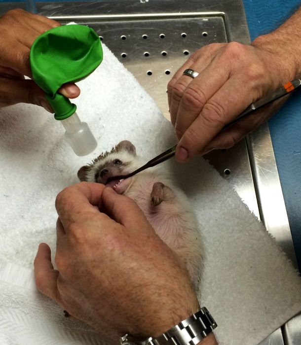 hedgehog with anaesthesia