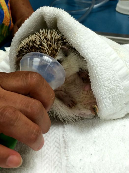 hedgehog with anaesthesia