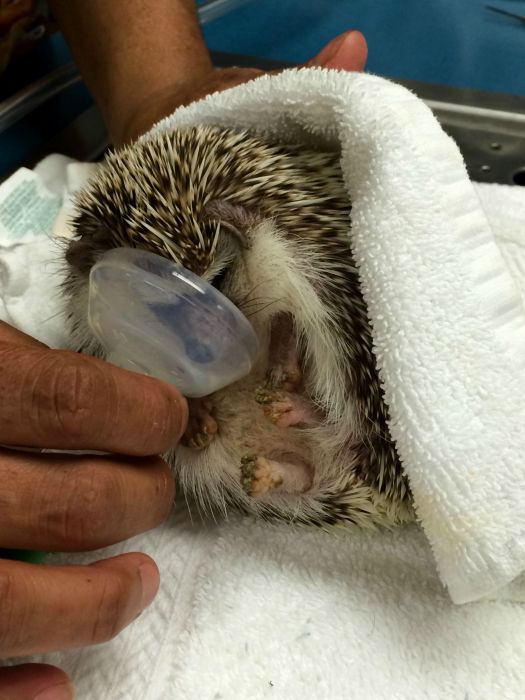 hedgehog with anaesthesia