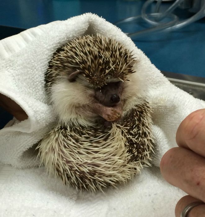 hedgehog with anaesthesia