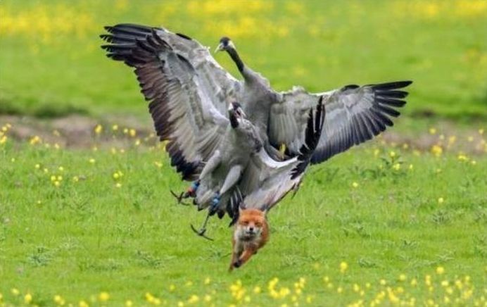 birds defending their young against a fox