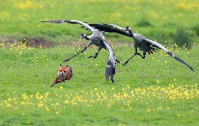 birds defending their young against a fox