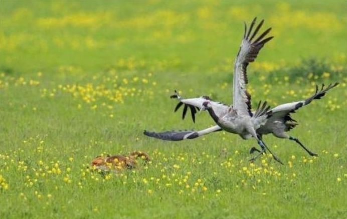 birds defending their young against a fox