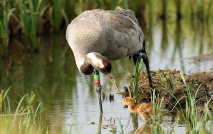 birds defending their young against a fox