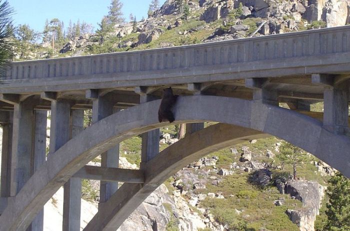 rescuing a bear from a bridge ledge