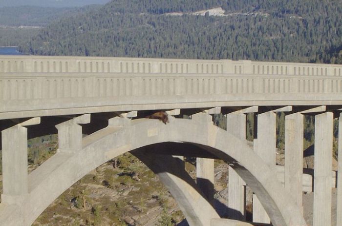 rescuing a bear from a bridge ledge