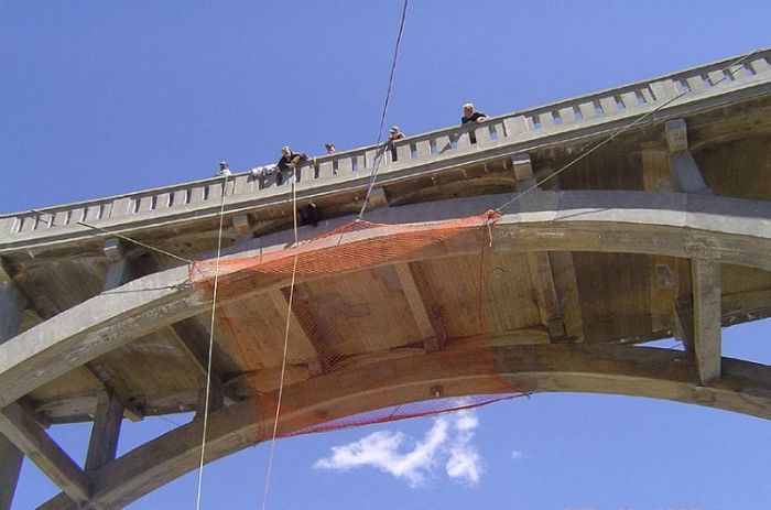 rescuing a bear from a bridge ledge