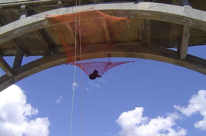 rescuing a bear from a bridge ledge