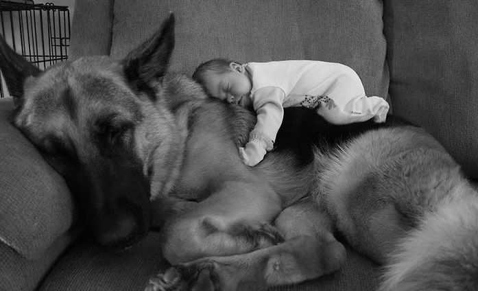 dog and the child