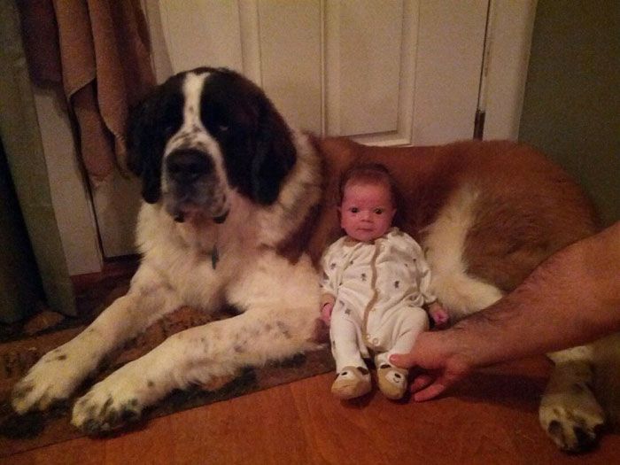 dog and the child