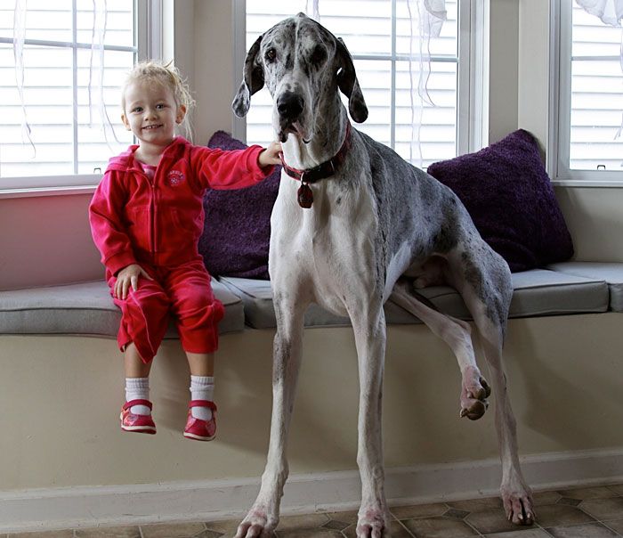 dog and the child