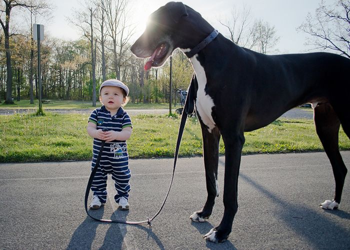 dog and the child