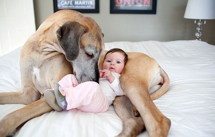 dog and the child
